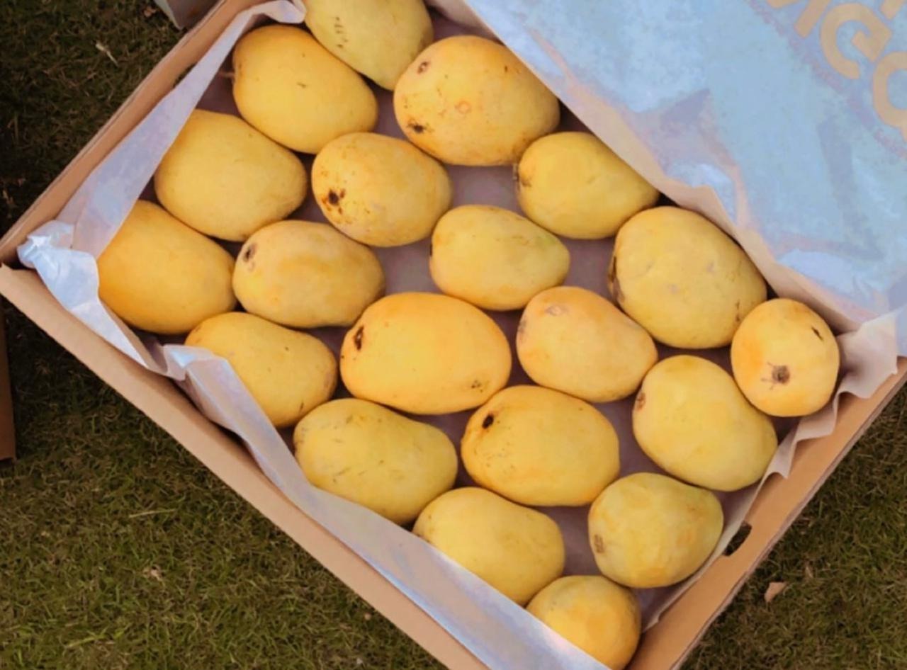 MANGO (آم)